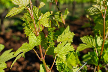 A close up of new growth on grapevines in an Oregon vineyard, tiny clusters of grapes forming on the trellised vines. 