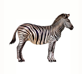 Fototapeta na wymiar zebra (Hippotigris)