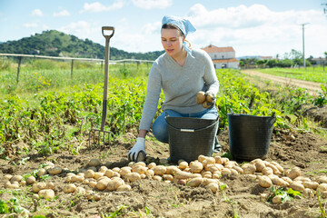 Female farmer harvesting potatoes