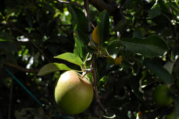 Una manzana fresca y orgánica madura en la rama de un manzano bajo la luz del sol