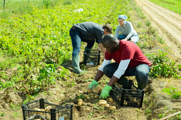Team of workers harvests potatoes on plantation
