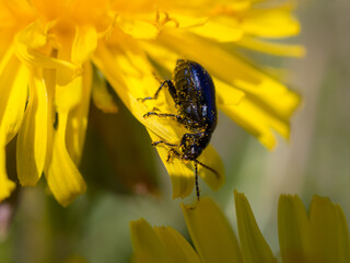 small beetle closeup