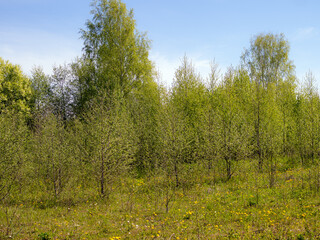 Obraz premium spring landscape with green foliage