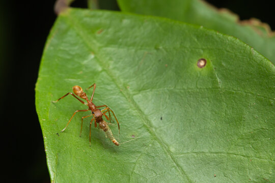 weaver red ant-mimic spider eating mosquito/top view photo