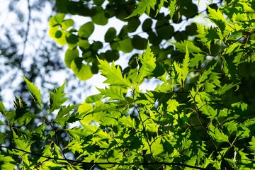 Fototapeta na wymiar Beautiful green leaves of an oak tree in the nature. Slovakia
