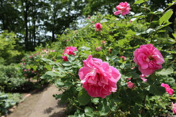 見頃を迎えた薔薇