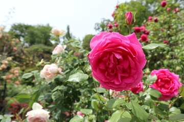 見頃を迎えた薔薇