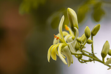 Moringa flowers blooming, revealing yellow pollen.