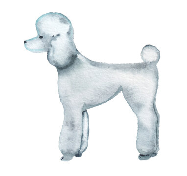 White poodle watercolor