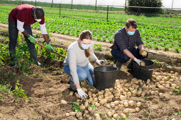 Gardeners in masks during harvesting of potatoes