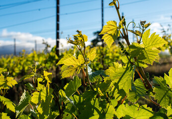 Sun glows through the leaves of spring growth in an Oregon vineyard, tiny grapes forming on the vines, blue sky behind.