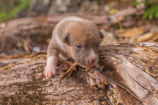 doggy puppy cute 14days old climbing on a wood with the first steps discovering the big world