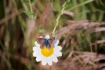 butterfly with brown gray wings with reddish bands, erebia palarica, feeding on wild flower in spring