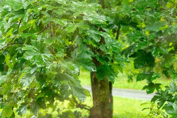 Obraz premium Beautiful green leaves of an oak tree in the nature. Slovakia