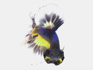 oil paint  siames fighting fish..betta splendens fish.and white background.