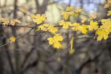 Beautiful green leaves of an oak tree in the nature. Slovakia
