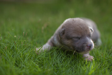 Naklejka na ściany i meble cute 14days old doggy puppy in a gras getting tired the first steps