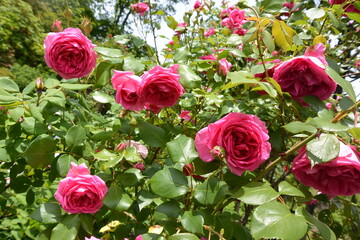 見頃を迎えた薔薇