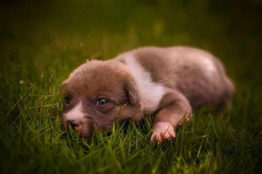 cute 14days old doggy puppy in a gras getting tired the first steps