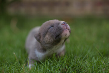 cute 14days old doggy puppy in a gras to nose something