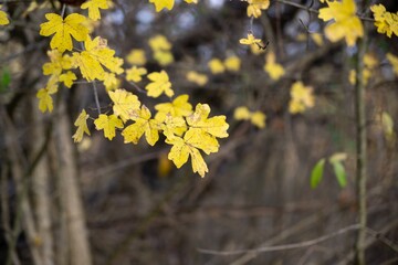 Beautiful green leaves of an oak tree in the nature. Slovakia