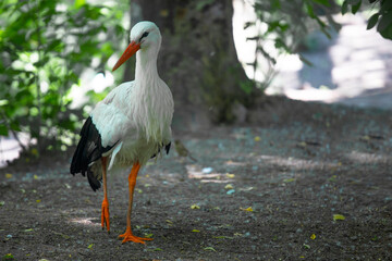 white stork in the city zoo