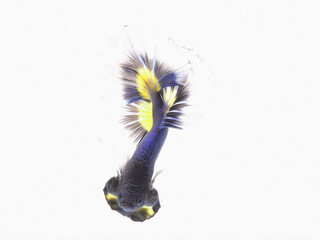 oil paint  siames fighting fish..betta splendens fish.and white background.