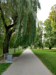 Leaves of the green willow tree. Slovakia