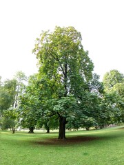 Beautiful green leaves of a tree in the nature. Slovakia