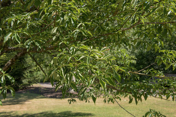 Summer Foliage of the Deciduous Ohio Buckeye Tree (Aesculus glabra 'Red October') Growing in a Garden in Rural Devon, England, UK