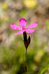 Closeup of Carthusian pink flower (Dianthus carthusianorum)