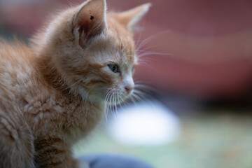 Small yellow cat of 2 months seen in profile where you can see his face, eyes and whiskers
