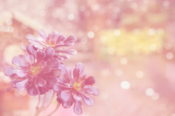 Background with aeonium Schwarzkopf,  pink pastel colors, and bokeh