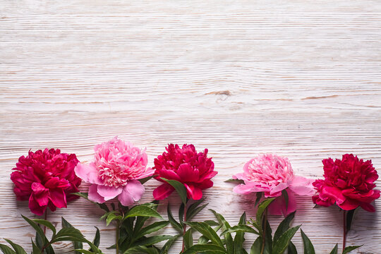 Pink peonies on grey wooden background. Copy space, top view. Mothers Day, Valentines Day, Birthday concept.