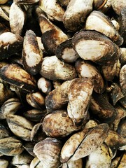Photo of mussels. Not cleaned. Barnacle perched on the shells.Seafood in Thailand. Local food.