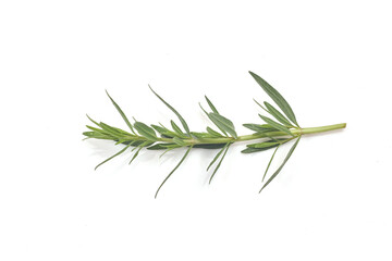 Fresh green rosemary isolated on white, top view. Aromatic herb.