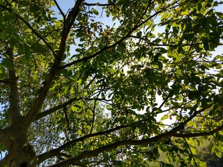 Beautiful green leaves of a tree in the nature. Slovakia