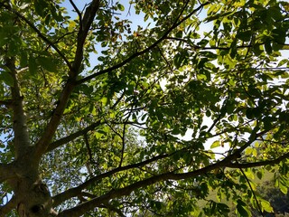 Beautiful green leaves of a tree in the nature. Slovakia