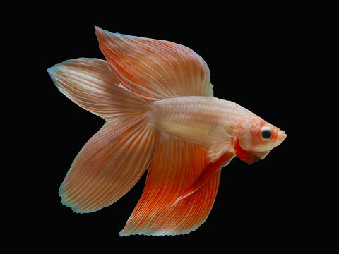 oil paint  siames fighting fish..betta splendens fish.and black background.