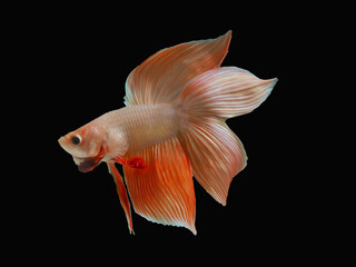 oil paint  siames fighting fish..betta splendens fish.and black background.