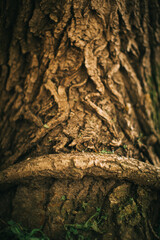 magic forest, roots and branches,background
