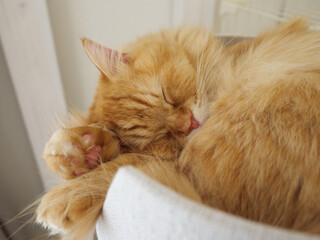 キャットタワーで寝る猫のマンチカン
