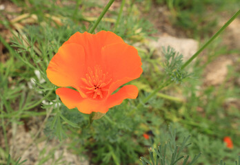 A unique close up image of the wild poppy latin name Eschscholzia Californica or California Poppy. This perfect single bloom is totally unique. And looks like a glowing ember from a fire. 