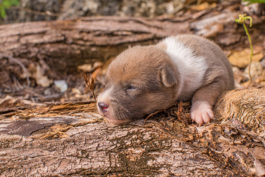 doggy puppy cute 14days old climbing on a wood with the first steps discovering the big world