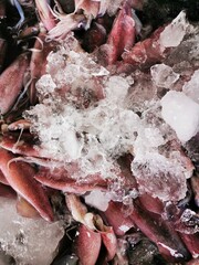 Photos of squids soaked in ice In the market selling fresh food from the sea Local market in Thailand.
