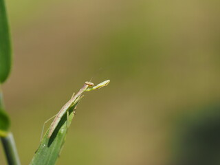 草にとまるカマキリの子供