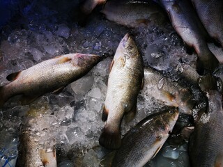 fresh fish on ice