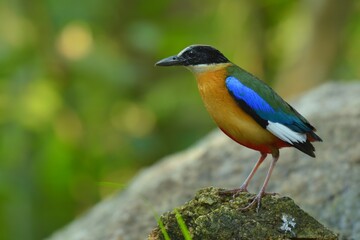 The black head above the eyes has a wide brown stripe. Green top body The feathers covering the wings of the rump and the top of the tail are bright blue.