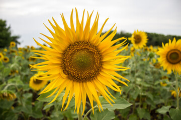 Close-up of long yellow petals of a blooming sunflower against the background of a field with sunflowers.