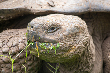 Galápagos giant tortoise eating close up